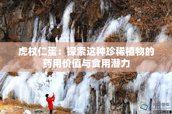 虎杖仁蛋：探索这种珍稀植物的药用价值与食用潜力