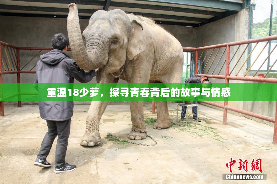 重温18少萝，探寻青春背后的故事与情感