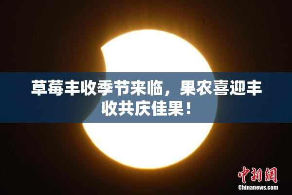 草莓丰收季节来临，果农喜迎丰收共庆佳果！