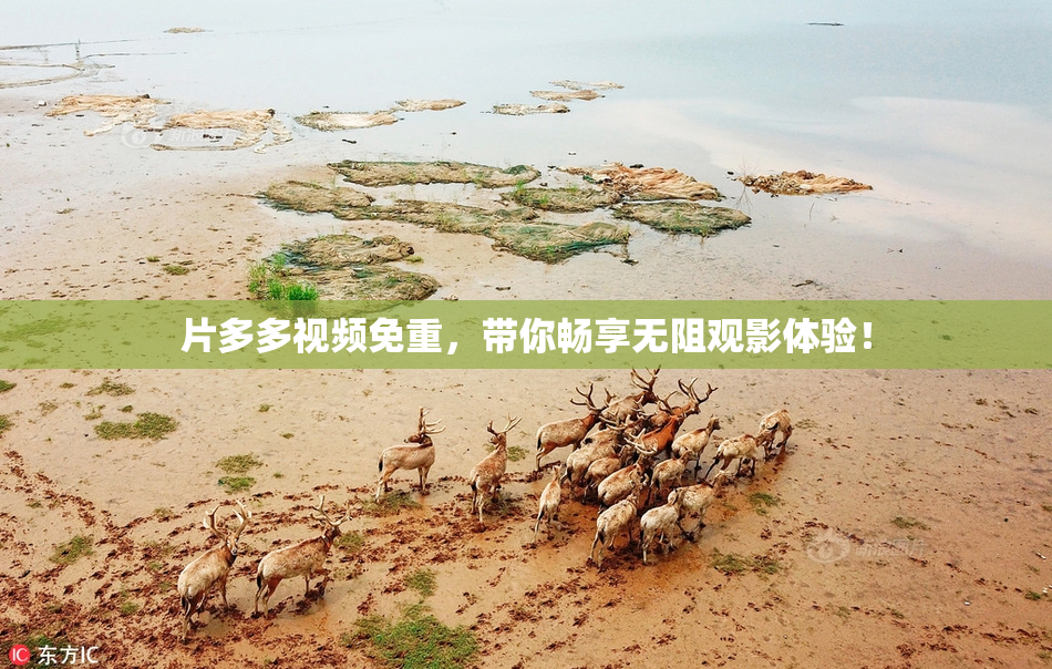 片多多视频免重，带你畅享无阻观影体验！