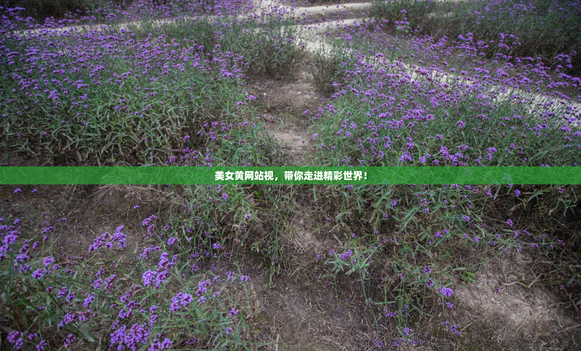 美女黄网站视，带你走进精彩世界！