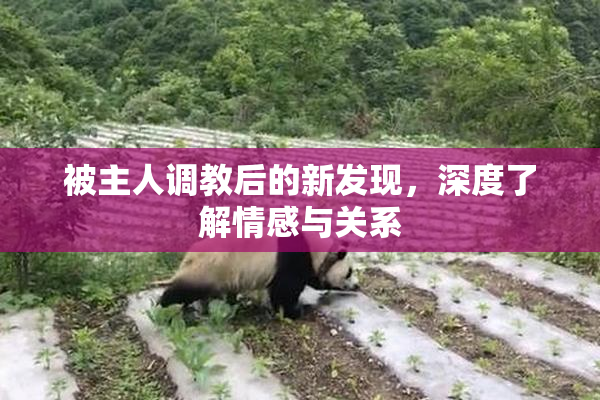 被主人调教后的新发现，深度了解情感与关系