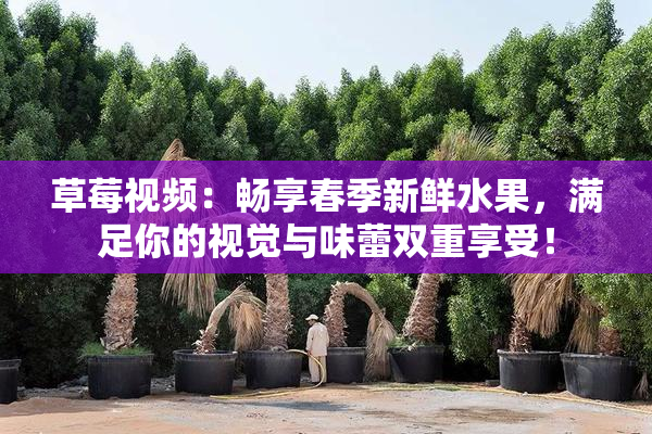 草莓视频：畅享春季新鲜水果，满足你的视觉与味蕾双重享受！