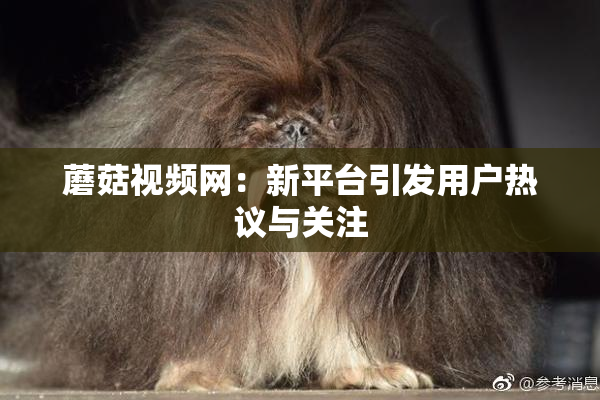 蘑菇视频网：新平台引发用户热议与关注