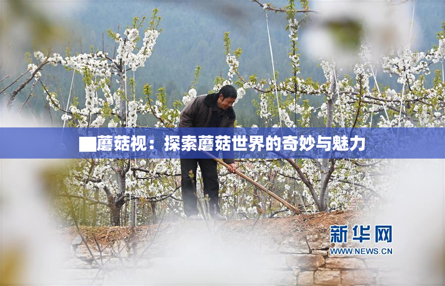 ▇蘑菇视：探索蘑菇世界的奇妙与魅力