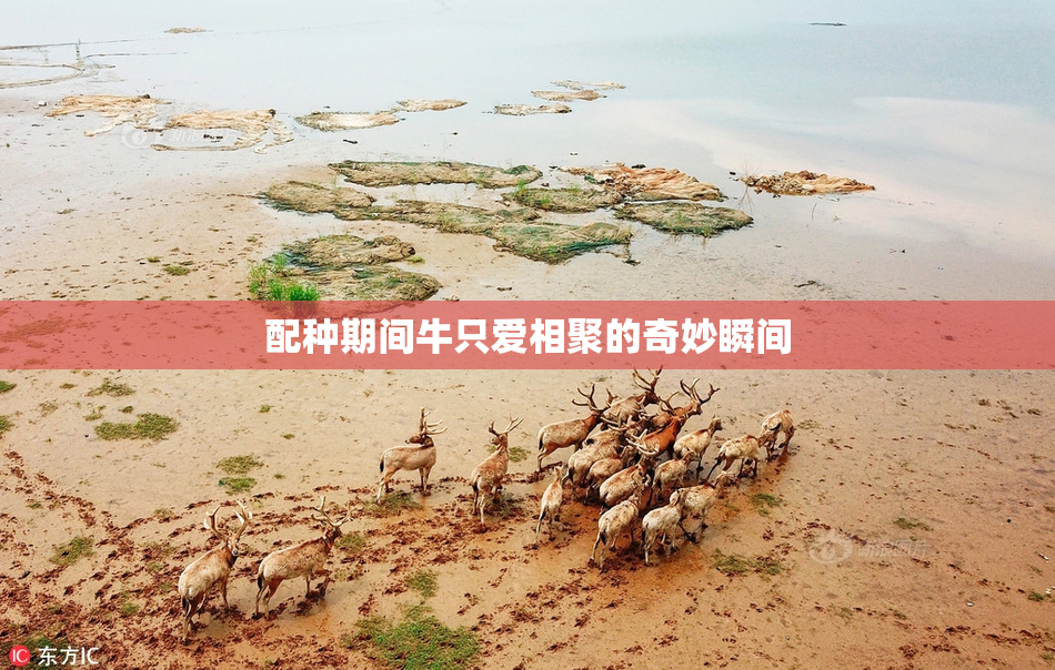 配种期间牛只爱相聚的奇妙瞬间