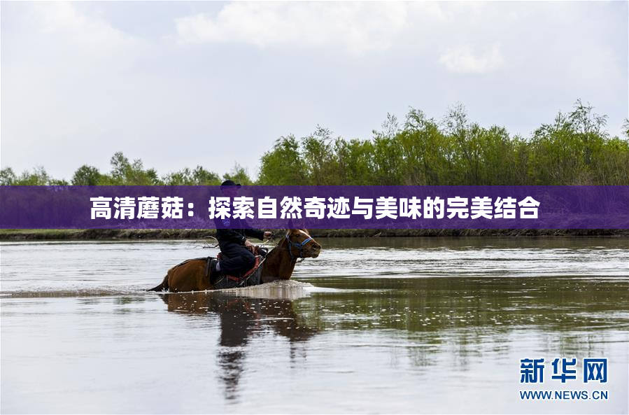 高清蘑菇：探索自然奇迹与美味的完美结合