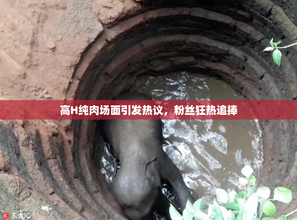 高H纯肉场面引发热议，粉丝狂热追捧