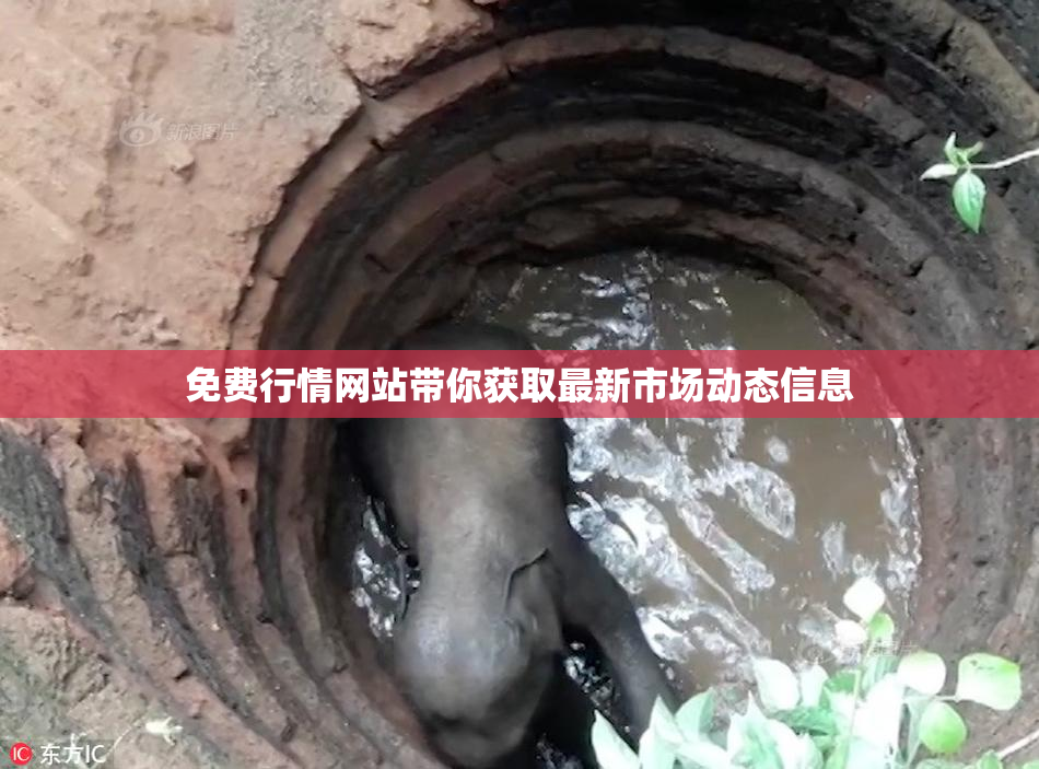 免费行情网站带你获取最新市场动态信息