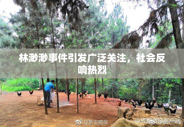 林渺渺事件引发广泛关注，社会反响热烈