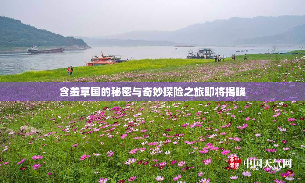 含羞草国的秘密与奇妙探险之旅即将揭晓