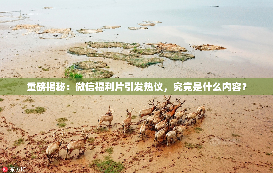 重磅揭秘：微信福利片引发热议，究竟是什么内容？