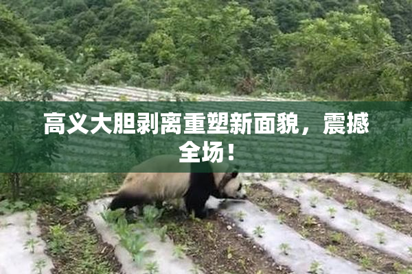 高义大胆剥离重塑新面貌，震撼全场！