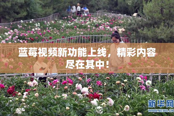 蓝莓视频新功能上线，精彩内容尽在其中！