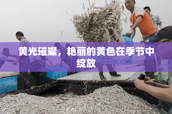 黄光璀璨，艳丽的黄色在季节中绽放