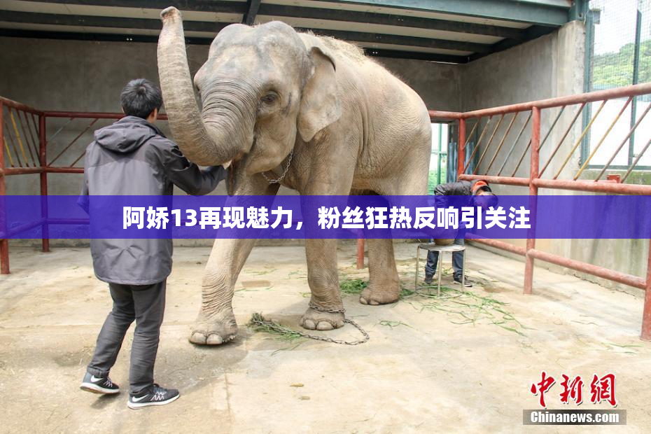 阿娇13再现魅力，粉丝狂热反响引关注