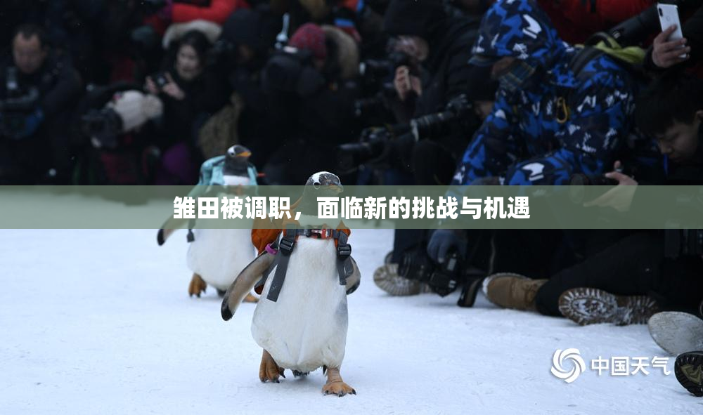 雏田被调职，面临新的挑战与机遇