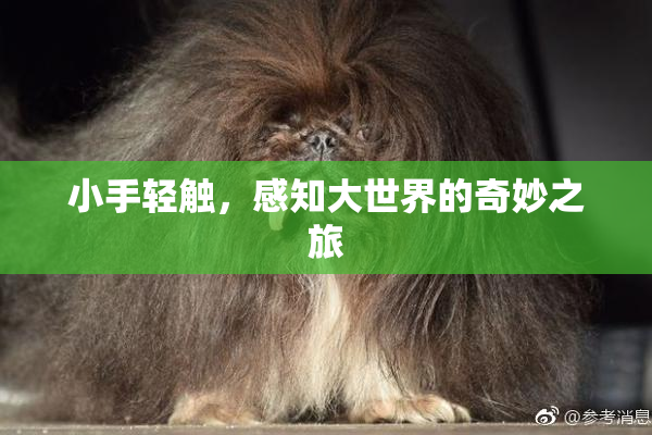 小手轻触，感知大世界的奇妙之旅