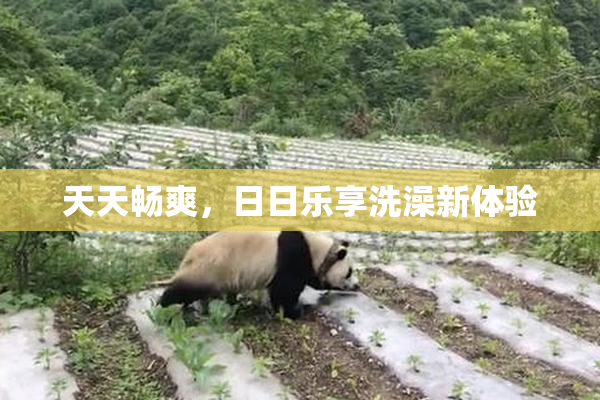 天天畅爽，日日乐享洗澡新体验