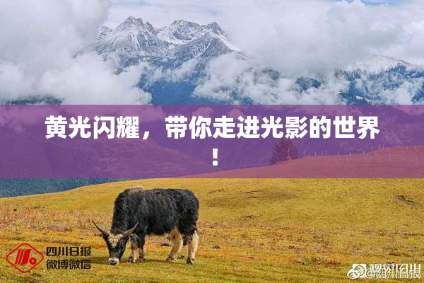 黄光闪耀，带你走进光影的世界！