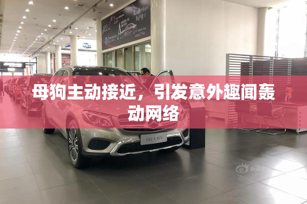 母狗主动接近，引发意外趣闻轰动网络