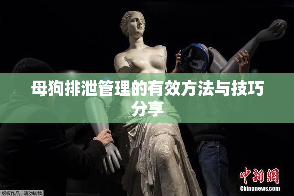 母狗排泄管理的有效方法与技巧分享